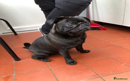 Pug dogs for stud: KC reg silver pug for stud  in Wolverhampton - Image 5