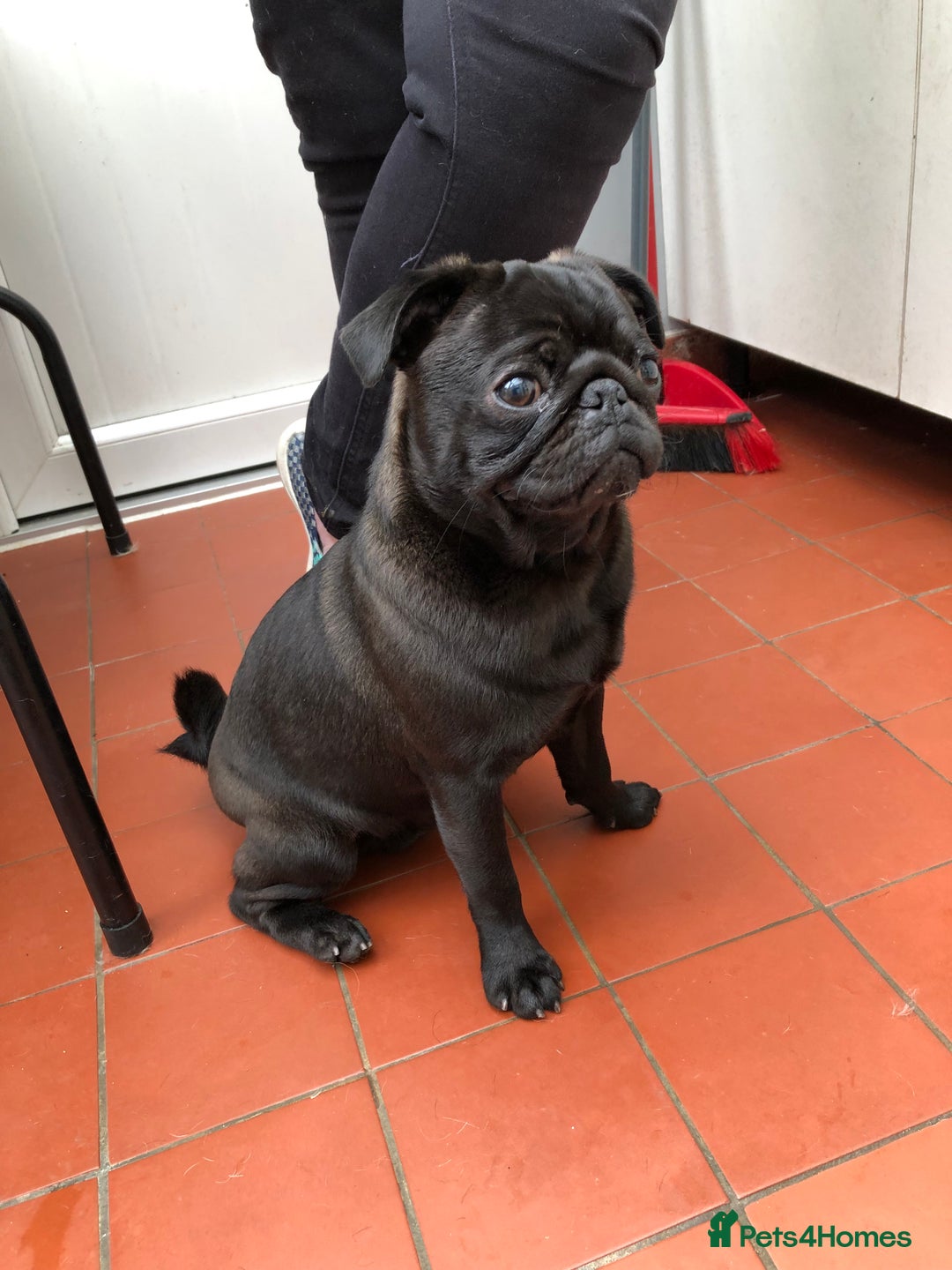 Pug dogs for stud: KC reg silver pug for stud  in Wolverhampton - Image 5