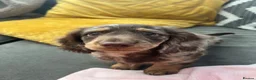 Dachshund dogs for stud: Long haired miniature dapple male dachshund  - Advert 8