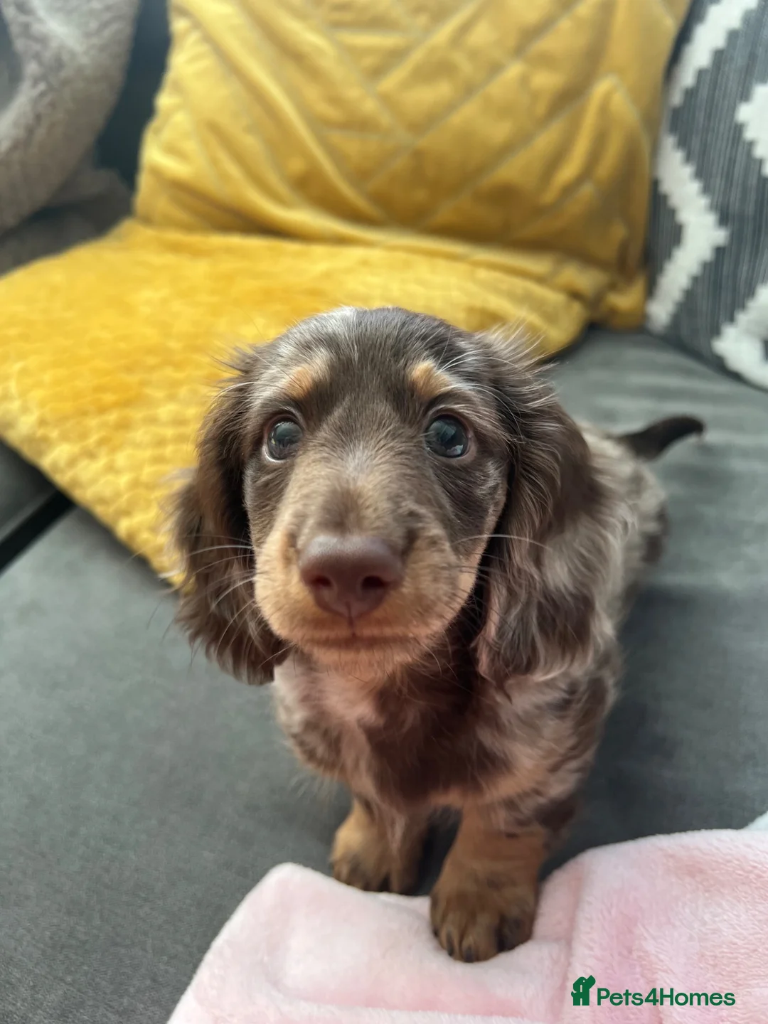 Dachshund dogs for stud: Long haired miniature dapple male dachshund  - Advert 8