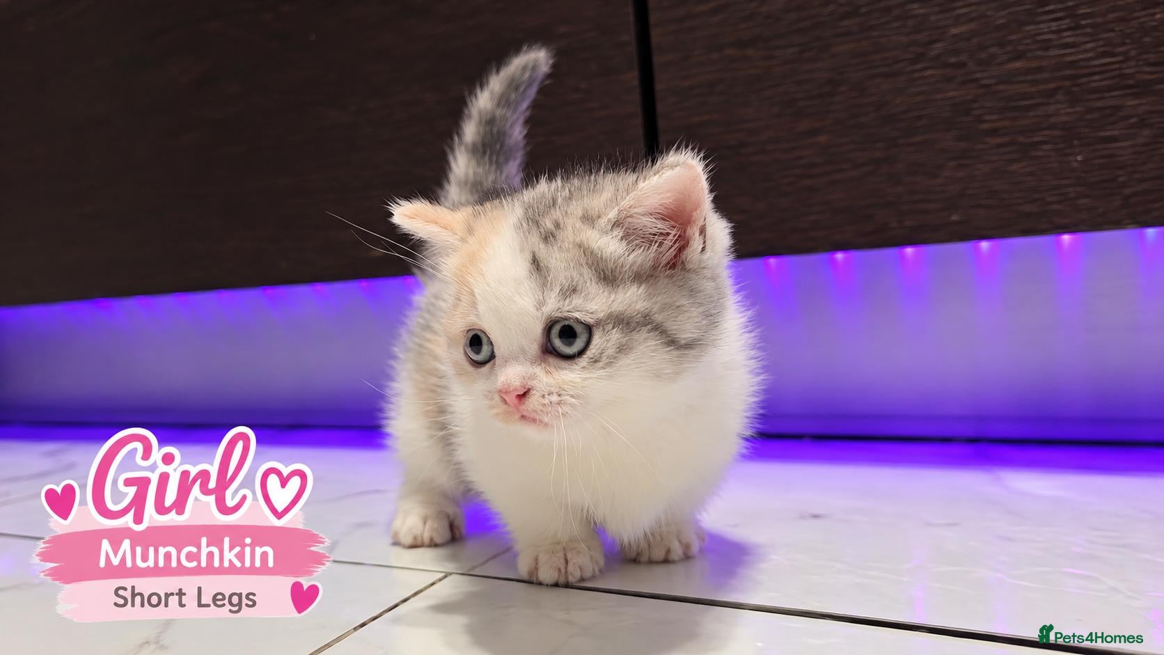 Munchkin cats for sale: Munchkin Kittens. Munchkin cross Scottish Straight - Advert 8
