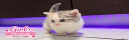 Munchkin cats for sale: Munchkin Kittens. Munchkin cross Scottish Straight - Advert 5