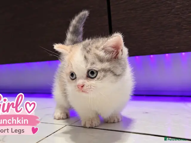 Munchkin cats for sale: Munchkin Kittens. Munchkin cross Scottish Straight - Advert 8