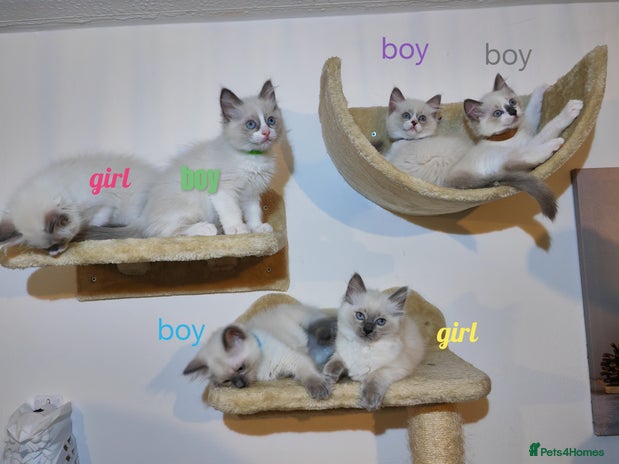 Ragdoll cats - Advert 1