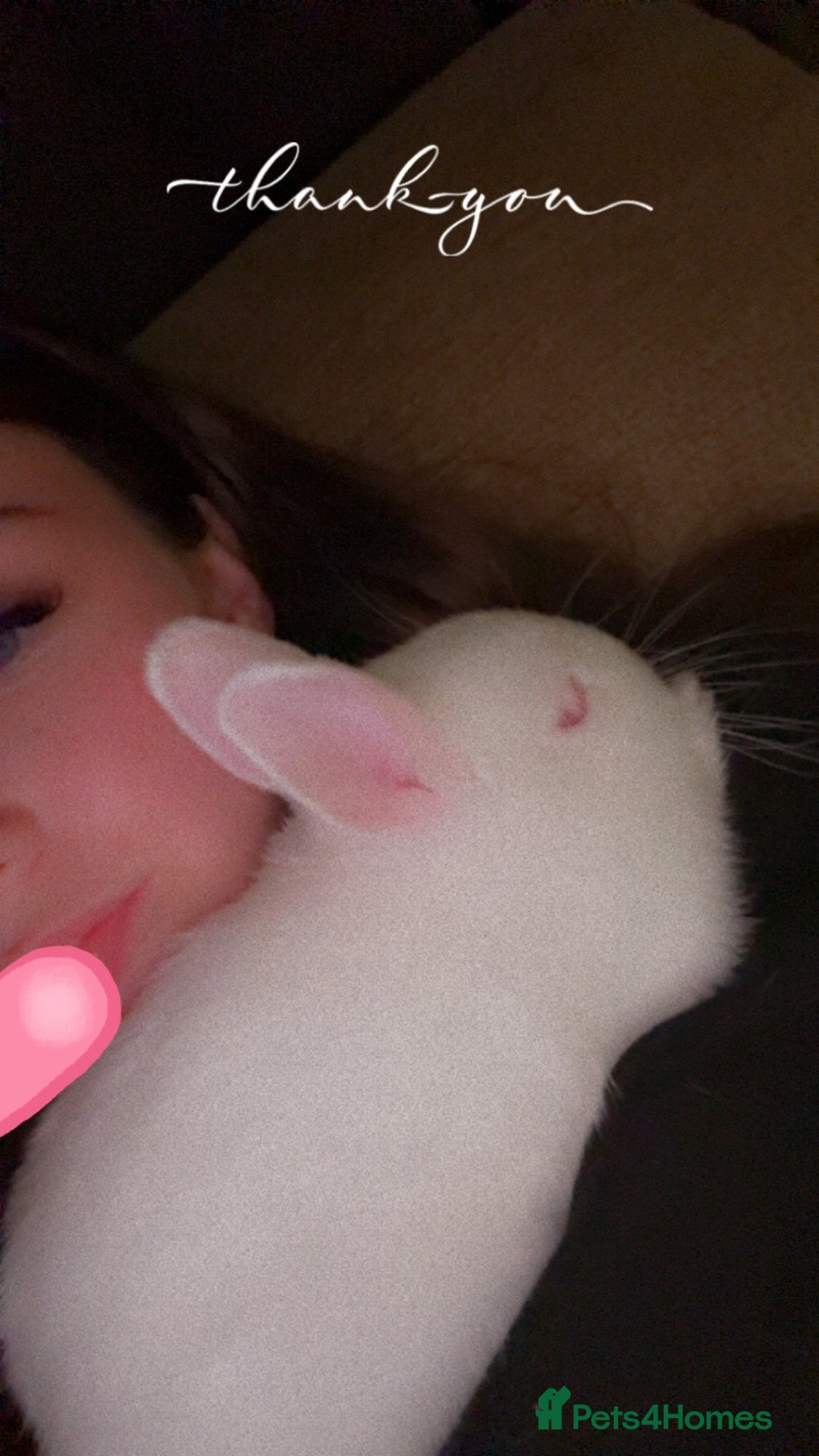 Netherland Dwarf rabbits for sale: adorable male bunny for sale with accessories! - Image 6