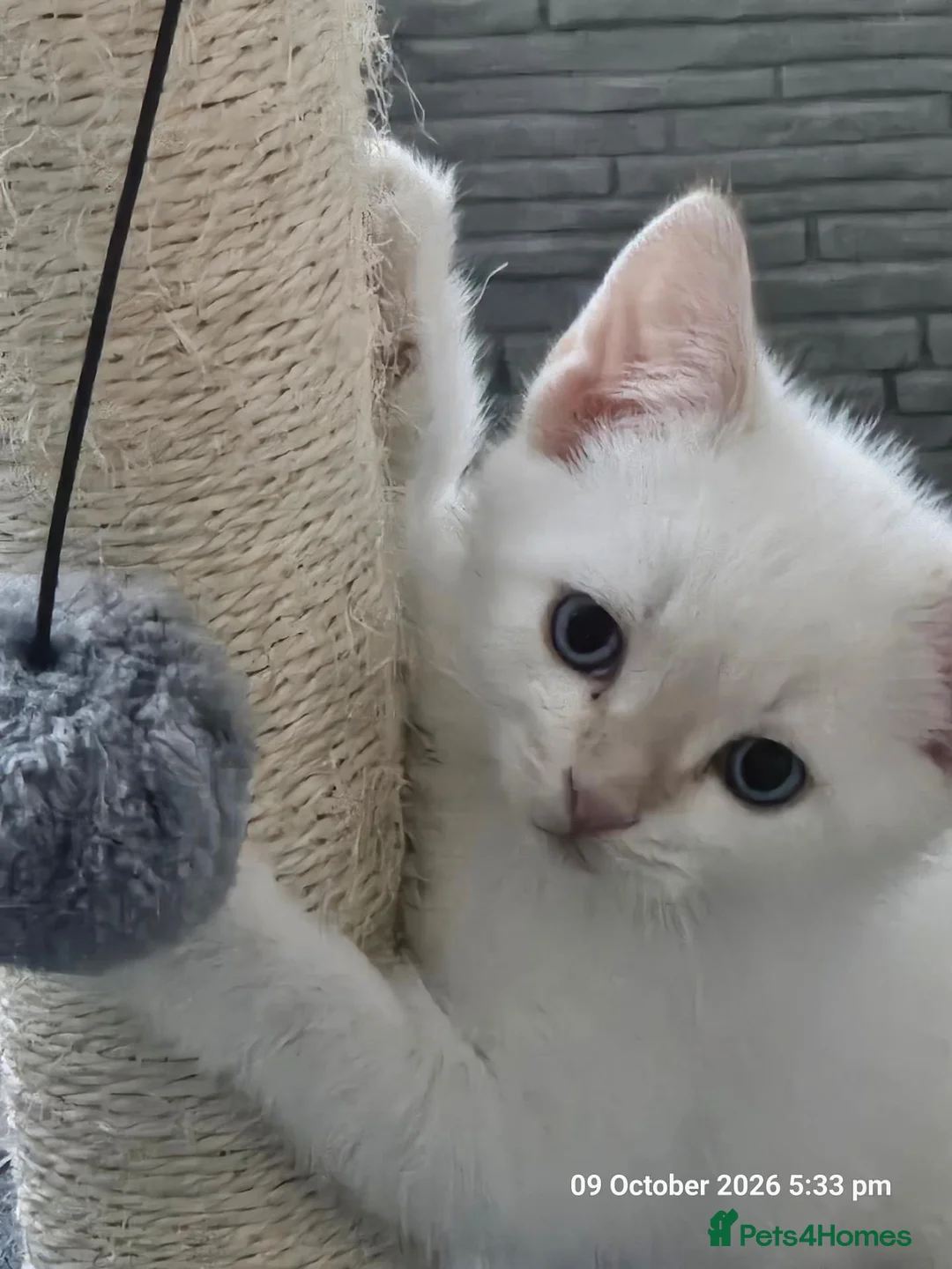 Mixed Breed cats for sale: Adorable 6 kittens Looking for Their Loving Homes! - Advert 2