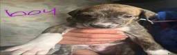Mixed Breed dogs for sale: Saluki bull greyhound (lurcher) puppy’s  - Advert 4