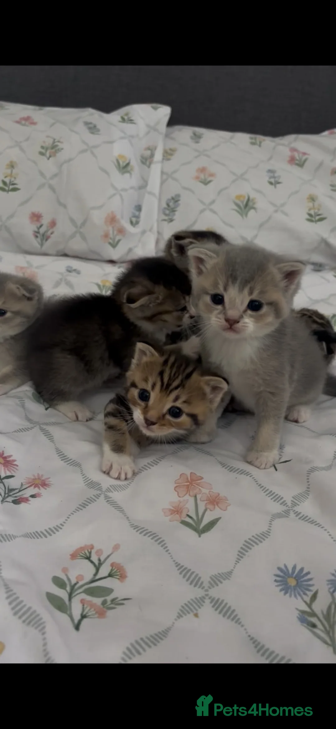 Scottish Fold cats for sale: beautiful scottish fold kittens 💕🧸 - Advert 1