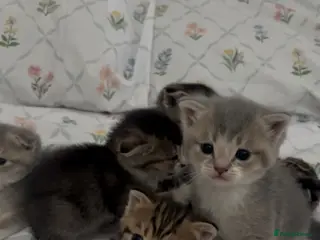 Scottish Fold cats beautiful scottish fold kittens 💕🧸 - Advert 16