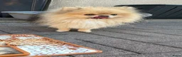 Pomeranian dogs for sale: Three fluffy Pomeranian boys - Advert 1