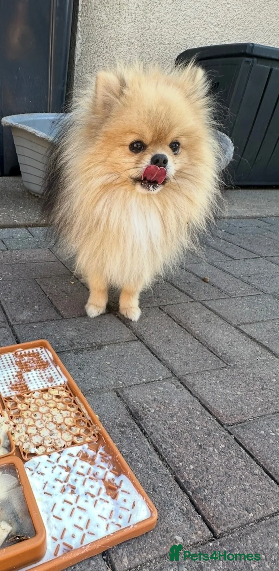Pomeranian dogs for sale: Three fluffy Pomeranian boys - Advert 1