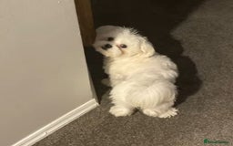 Maltese dogs for sale: Maltese puppies  - Image 5