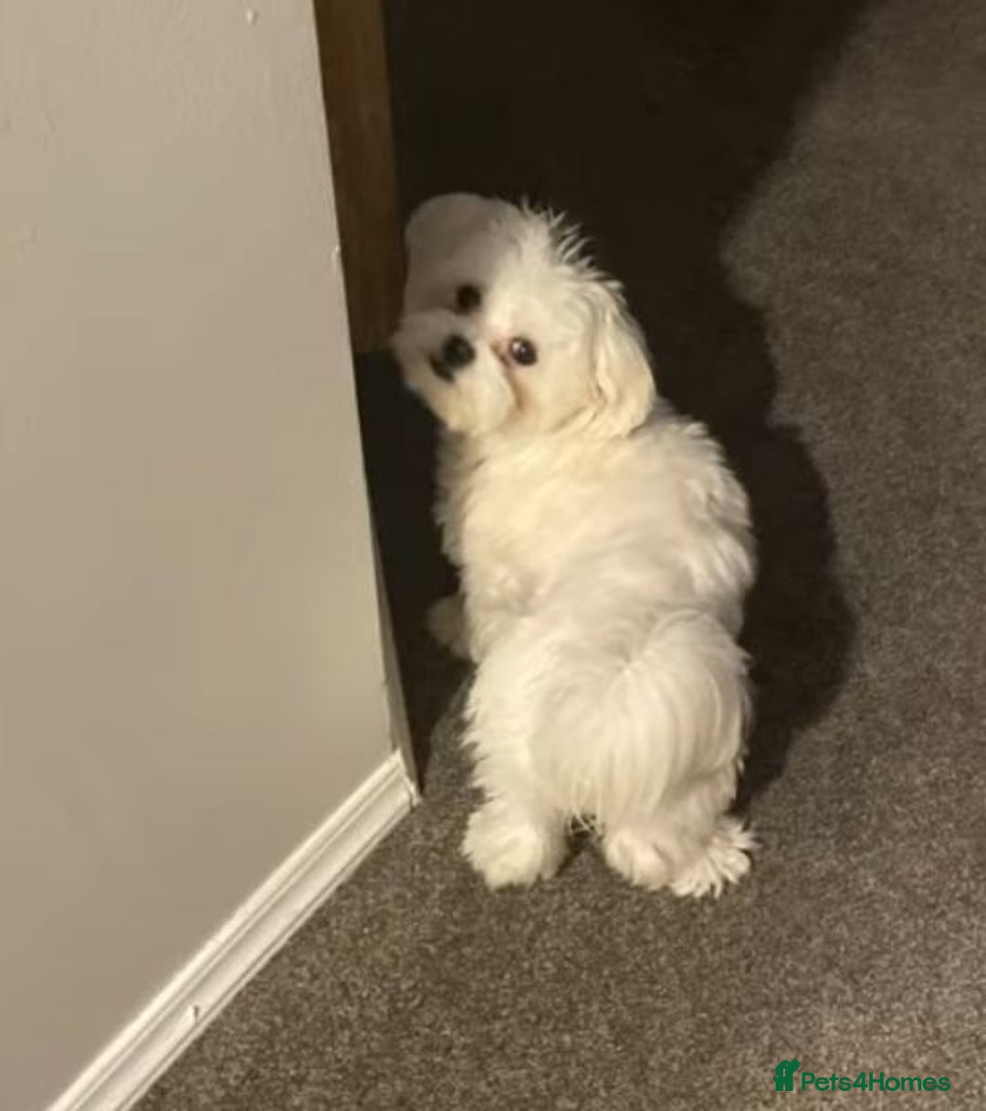 Maltese dogs for sale: Maltese puppies  - Image 5