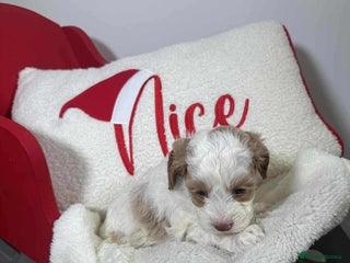 Mixed Breed dogs Cavapochon puppies - Advert 5