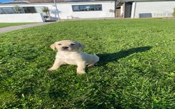 Labrador Retriever dogs for sale: Labrador retriever - Image 17