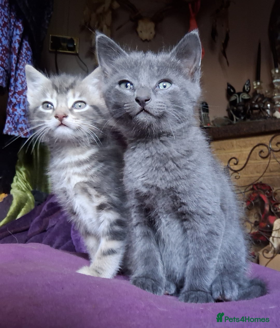 Mixed Breed cats for sale: ⭐️⭐️Stunning Russian Blue X Bengal Kittens ⭐️⭐️⭐️ - Advert 1
