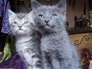 Mixed Breed cats ⭐️⭐️Stunning Russian Blue X Bengal Kittens ⭐️⭐️⭐️ - Advert 6