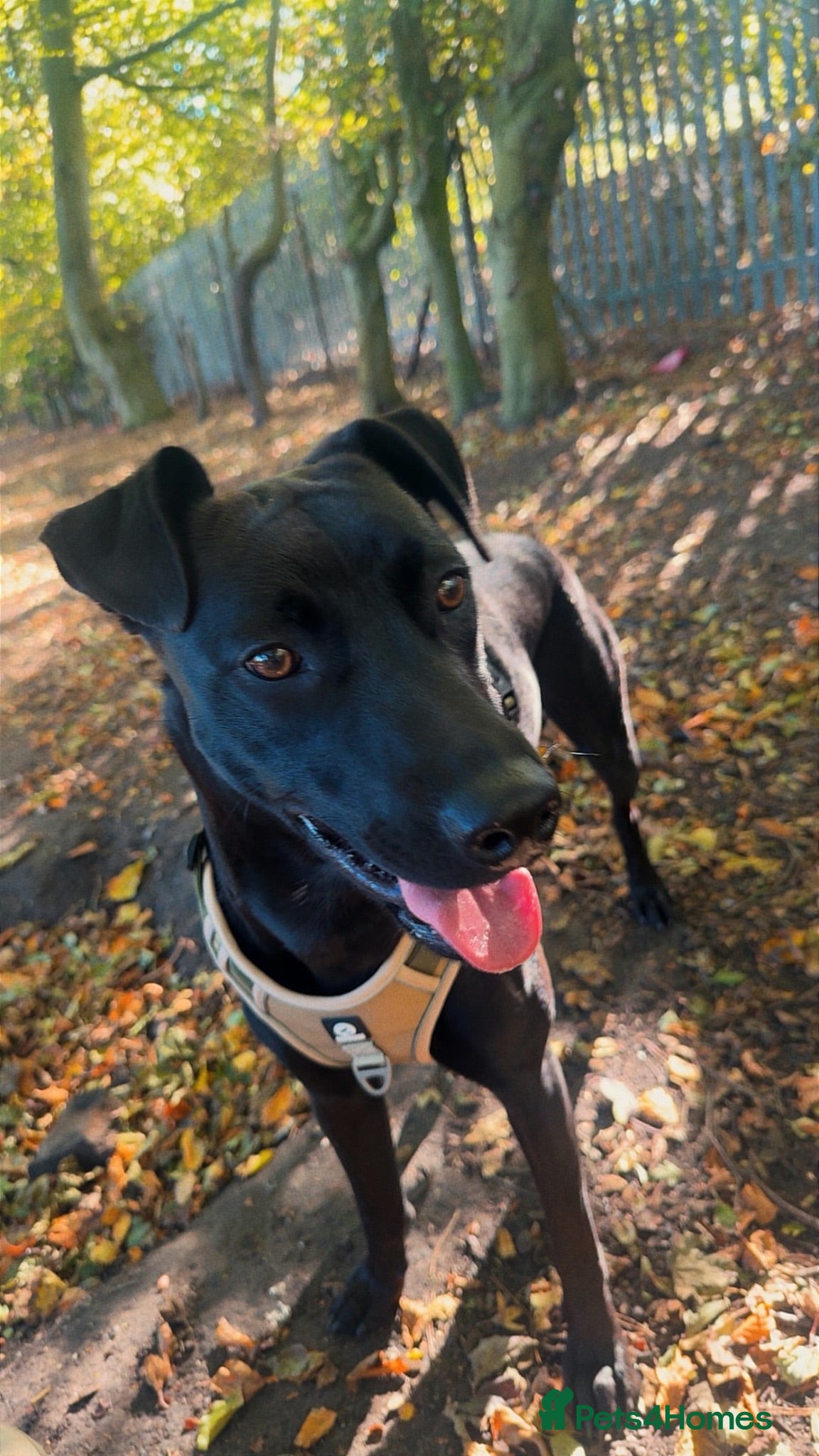 Mixed Breed dogs Male Whippador - Advert 3