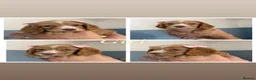 Sprocker dogs for sale: Sprocker puppies  - Advert 7
