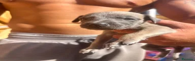 Whippet 4