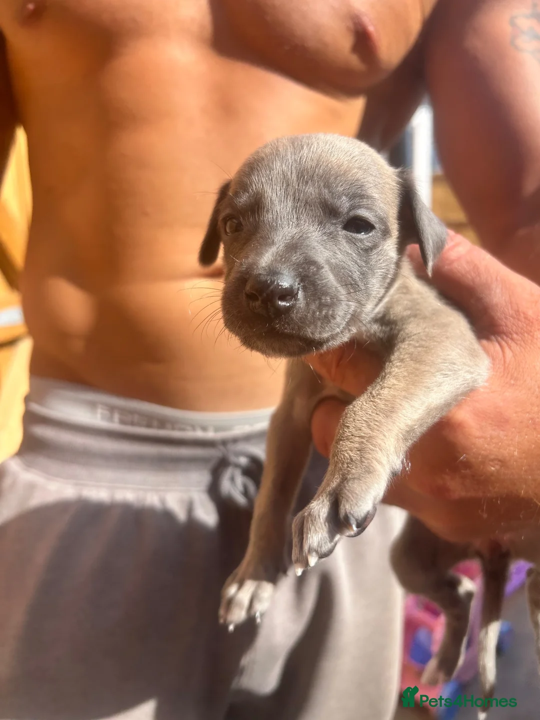 Whippet dogs for sale: Whippet pups for sale  - Advert 10