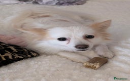 Mixed Breed dogs for sale: Blush 🐾 2 Year old Pom spitz 🩷 - Image 2