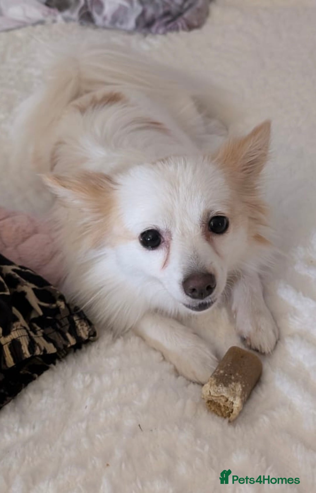 Mixed Breed dogs for sale: Blush 🐾 2 Year old Pom spitz 🩷 - Image 2