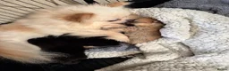 Pomeranian dogs for sale: Ready for Triple the Fluff! Our Pomeranian Trio  - Advert 7