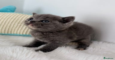 British Shorthair cats - Advert 4