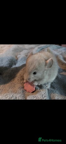 Chinchilla rodents - Advert 8