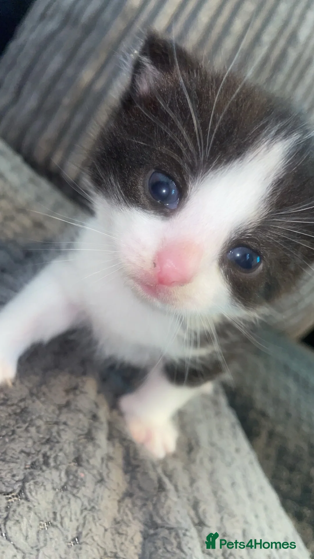 Mixed Breed cats for sale: 2 female kittens looking for forever homes in Swansea - Advert 2