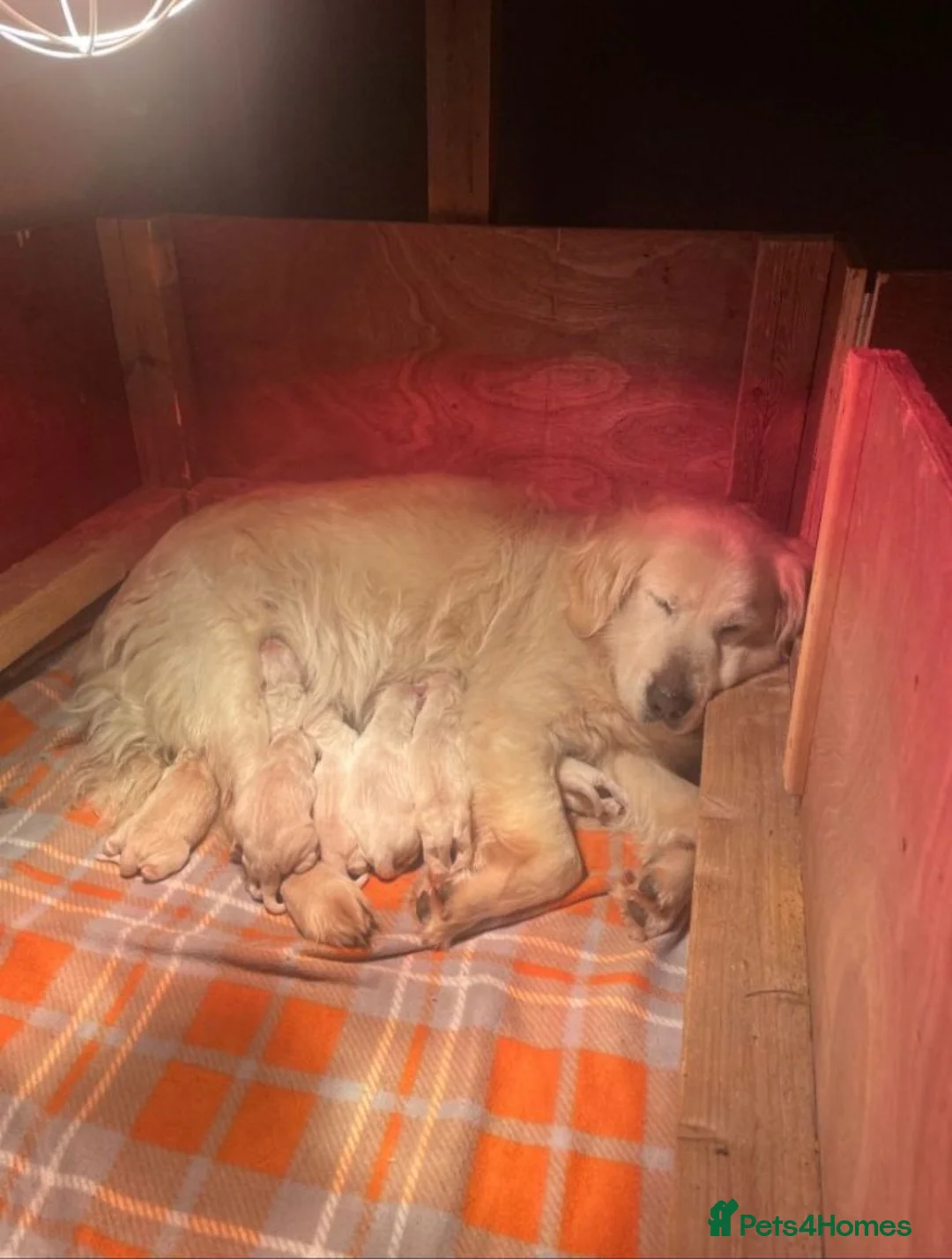 Golden Retriever dogs for sale: ✨Gorgeous Golden Retriever pups 🐶 ✨ in London - Advert 1