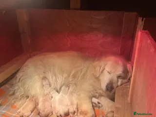 Golden Retriever dogs ✨Gorgeous Golden Retriever pups 🐶 ✨ - Advert 12