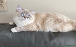 Ragdoll cats for sale: Blue Lynx TICA boy  - Image 9