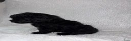 Yorkiepoo dogs for sale: Yorkiepoo pups - Advert 4