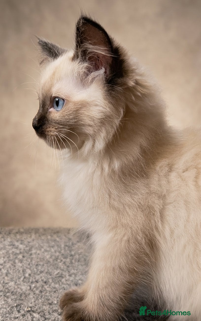 Ragdoll cats Beautiful ragdoll boys 🩵 LAST BOY AVAILABLE! 🩵 - Advert 14