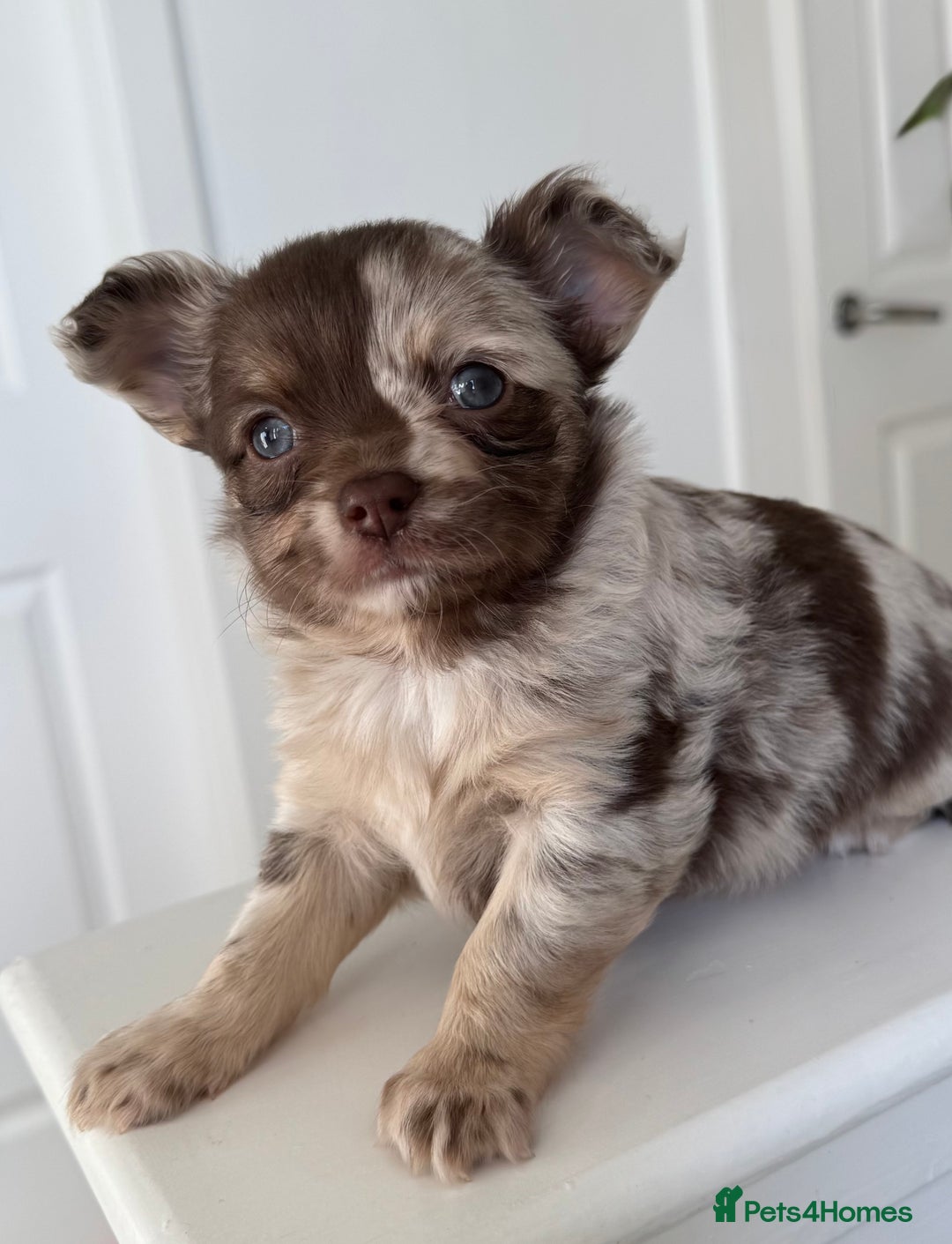 Chihuahua dogs for sale: Last Boy- Chihuahua Longhair Blue Eye Merle Boy - Image 4