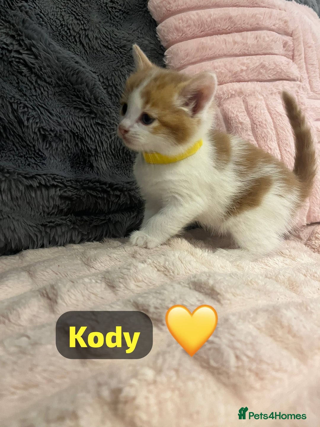 Mixed Breed cats for sale: 🐾 8 Beautiful kittens….🩵🩷 - Advert 6