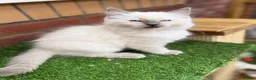 Ragdoll cats for sale: GCCF Blue point Ragdolls  - Advert 3