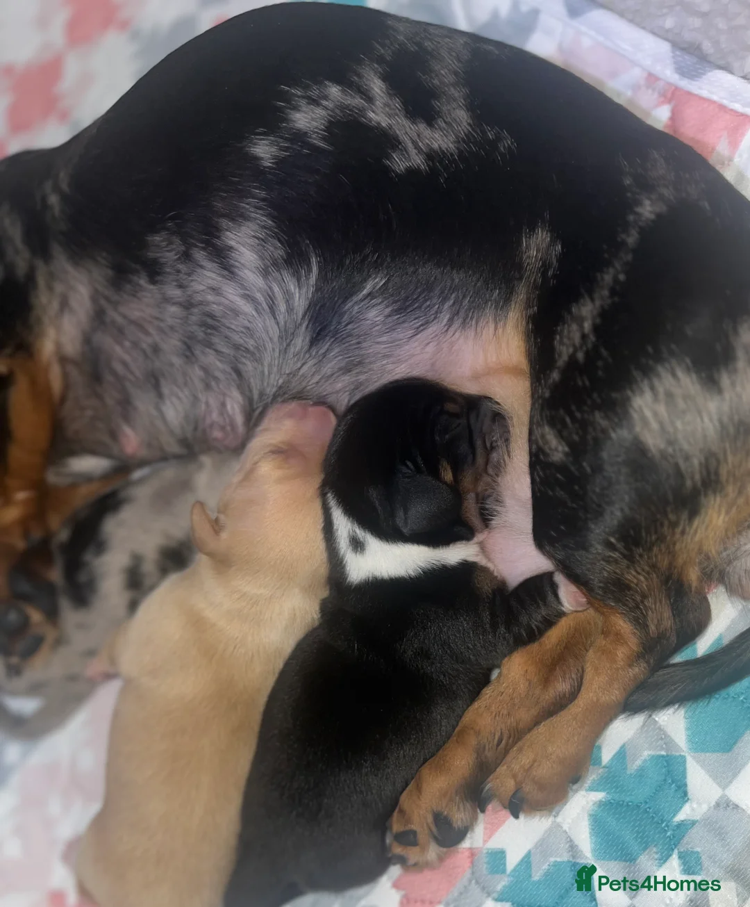 Miniature Dachshund dogs for sale: Minature Dachshunds (cream carriers) - Advert 5