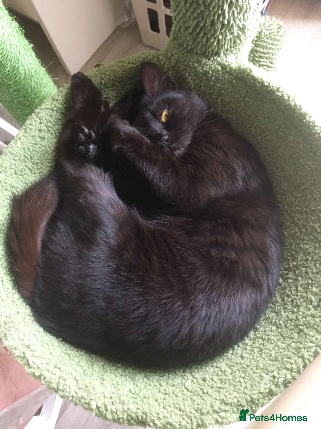 Mixed Breed cats for sale: Half British blue kittens  - Image 5