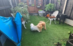 Cavapoo dogs for stud: Harry proven stud  in Ilford - Image 4