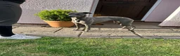 Whippet dogs for sale: Beautiful KC Whippet Puppies - Advert 10