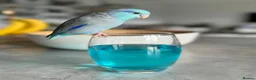 Parrots birds for sale: Talking. Extremely tame male parrotlet - Advert 6
