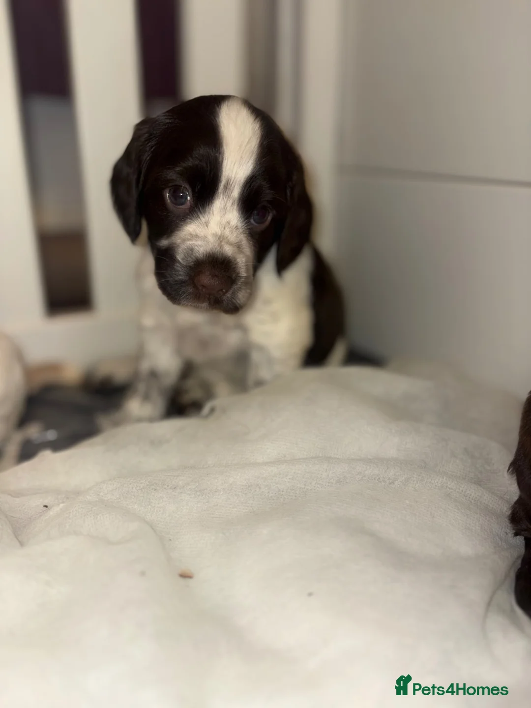 Cocker Spaniel dogs for sale: Cocker spaniel puppies for sale  - Advert 19