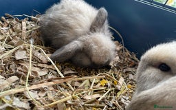 Mini Lop rabbits for sale: Pure bred mini lop rabbits - Image 3