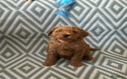 Mixed Breed dogs for sale: Poochon x Maltipoo puppies - Image 4
