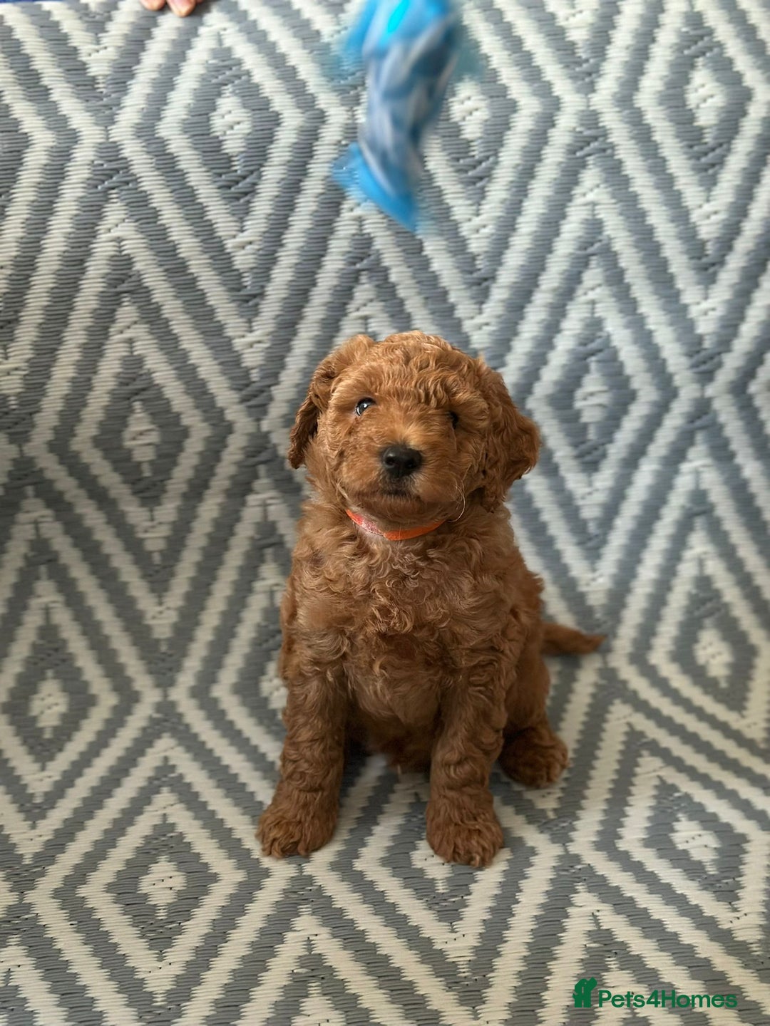 Mixed Breed dogs for sale: Poochon x Maltipoo puppies - Image 4
