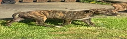 Lurcher dogs for sale: First cross saluki greyhounds  - Advert 15