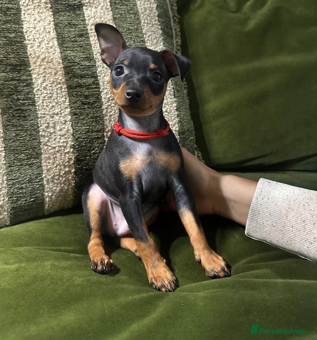 Miniature Pinscher dogs for sale: Stunning Miniature Pinschers - Advert 5